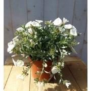 Convolvulus Cneorum zilverwinde