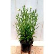 5 stuks - Campanula staand wit