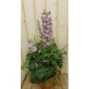 3 stuks - Ridderspoor roze