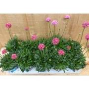 Engels gras 10 potjes per tray kleur rozen/wit