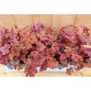Heuchera Purperklokje 6 potjes per tray kleur rood tinten