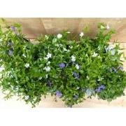 Vinca Minor maagdenpalm 6 potjes per tray kleur mix