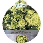 Hortensia Paniculata Mojito