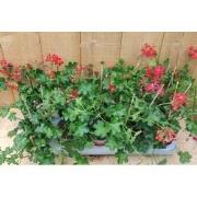 Oostenrijkse Hanggeranium 10 potjes per tray kleur rood
