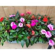 Vlijtig Liesje Balsemien Impatiens New Guinea 10 potjes per tray kleur...