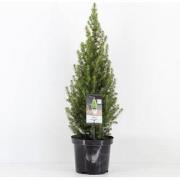 Picea glauca perfecta 40-50 cm