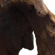 Mopani wood 20kg x-small aquadistri