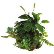 Ap-ball anubias nana Aquafleur