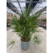Chamaerops humilis 25 liter pot