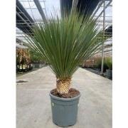 Yucca rostrata 25 liter pot