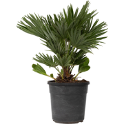 Dwergpalm - Chamaerops 'Vulcano' - Hoogte 45-55cm - ?24cm