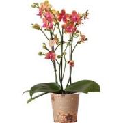 Kolibri Orchids | oranje geurende Phalaenopsis orchidee - Fragrance or...