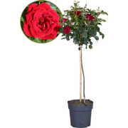 Rode stamrozen - Rosa palace ‘Pride' - Hoogte 80-100cm - ?19cm