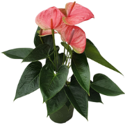 Flamingoplant - Anthurium 'Sweet Dream' - Hoogte 35-45cm - ø12cm
