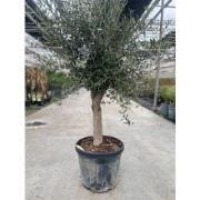 Olea europaea II