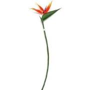 Paradijsvogelbloem oranje