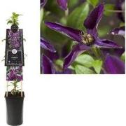 3 stuks - Klimplant Clematis Noora PBR 75 cm