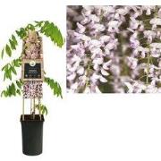 3 stuks - Klimplant Wisteria floribunda Rosea 75 cm