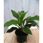 5 stuks - Hosta groengeel