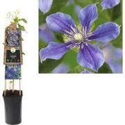 3 stuks - Klimplant Clematis Arabella 75 cm