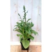 2 stuks - Vingerhoedskruid blauw 40 cm Warentuin