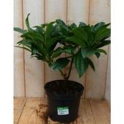2 stuks - Viburnum Davidii Sneeuwbal 30 cm