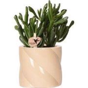 Kolibri Greens | succulent Crassula Hobbit +  Candy pot Peach - potmaa...