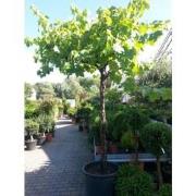 Druifboom 300 cm