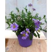 3 stuks! Margrietje eenjarig blauw