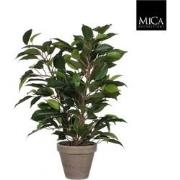 6 stuks! Ficus natasja groen in pot stan grijs d11,5 cm h40xd30 cm Mic...