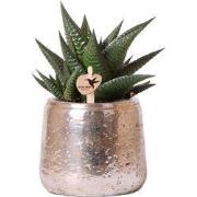 Kolibri Greens | Groene plant - Succulent Haworthia Limifolia in Luxur...