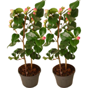 Japanse Roos - Set van 2 - Camellia japonica 'Dr. King' - Hoogte 50-60...