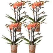 Kolibri Orchids | COMBI DEAL van 4 oranje Phalaenopsis orchideeën - Bo...