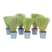 Zegge - Set van 6 - Carex 'Amazon Mist' - Hoogte 15-25cm - ?10,5cm