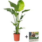 Paradijsvogelplant - Strelitzia nicolai - Hoogte 90-110cm - ?21cm