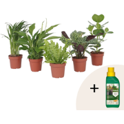 Luchtzuiverende kamerplanten - Set van 5 - Hoogte 25-40cm - ?12cm
