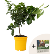 Citroenboom - Citrus limon - Hoogte 60-70cm - ?19cm