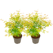 Japanse Esdoorn - Set van 2 - Acer 'Orange Lace' - Hoogte 60-70cm - ?1...
