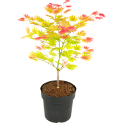 Japanse Esdoorn - Acer palmatum 'Moonrise' - Hoogte 40-50cm - ?19cm