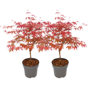 Japanse Esdoorn - Set van 2 - Acer 'Beni Maiko' - Hoogte 60-70cm - ?19...