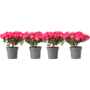 Japanse azalea - Set van 4 - Rhododendron 'Anouk' - Hoogte 25-40cm - ?...