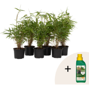 Bamboe - Set van 6 - Fargesia rufa - Hoogte 25-40cm - ?13cm