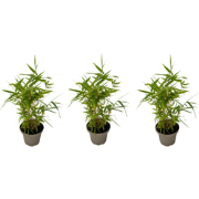 Bamboe - Set van 3 - Fargesia nitida 'Black Dragon' - Hoogte 25-40cm -...
