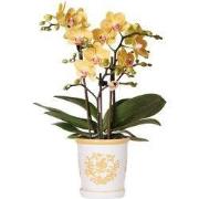 Kolibri Orchids | Gele orchidee Lima + Malaga sierpot licht oranje - p...