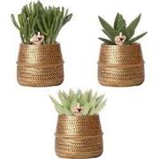 Kolibri Greens | Planten set - met 3 succulenten mix - incl. keramieke...