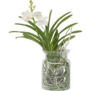 Witte Orchidee met vaas - Vanda 'White' - Hoogte 40-50cm - ?14cm