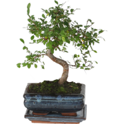 Japanse lep - Zelkova serrata - Hoogte 20-30cm - ?20cm