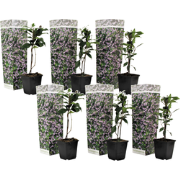 Toscaanse jasmijn - Set van 6 - Trachelospermum jasm. - Hoogte 25-40cm...
