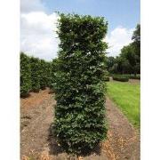 Fagus sylvatica 250 cm