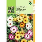 2 stuks - Mesembryanthemum Dorotheanthus criniflorum gem.
